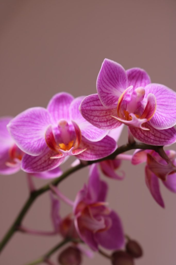 a close up of a purple flower on a stem